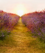 Book an Appointment with Camillia (Cammi) Manchur for Cammi-Canada